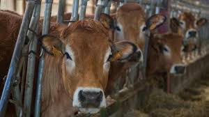 Cattle waiting to be slaughterd