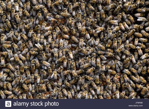 Drones, the sweet kind