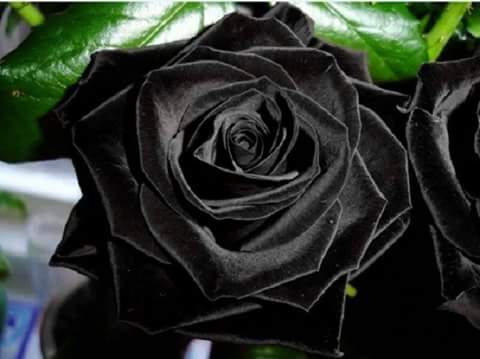 Black Rose